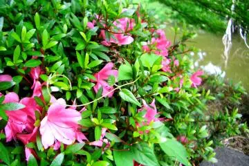 Stunning flowers in May.