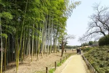<p>ทางเดินเลียบป่าไผ่</p>