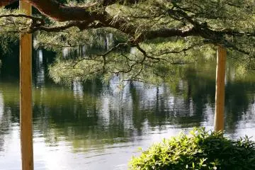 <p>The pines here are beautiful.</p>