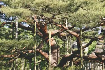 <p>For esthetic purposes, some pines are held up like so.</p>