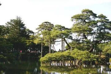 <p>A scenic shot of the some pines over the pond</p>