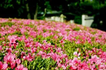 <p>Flowers in the Plum Tree section of the garden</p>