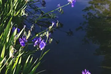 <p>Flowers at the edge of a river</p>
