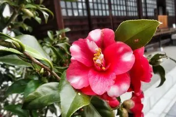 <p>ดอกคามิเลียในสวนของวัดโจะเมียวจิ</p>