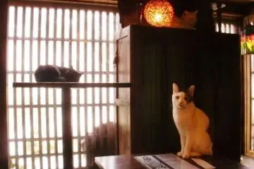 Nyaramachi Neko Art Festival 2026