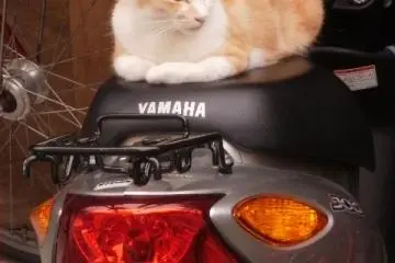 A Naramachi cat