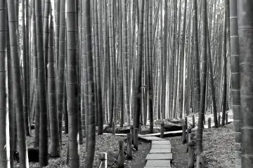 <p>Path through a Zen Heaven -&nbsp;Hokokuji Temple, Kamakura</p>