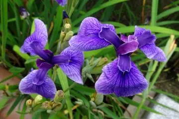Tamana Iris Festival