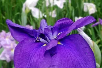 You can get quite close to the blooms for better pictures