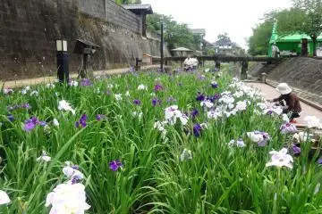 Over 66,000 bulbs in total bloom during the festival