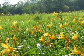Many of the flowers open in the evening and close in the morning