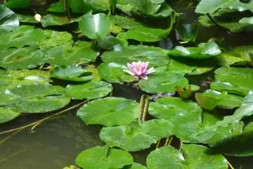 A lotus flower is gracefully blooming