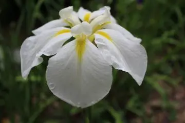 <p>Flowers to brighten up your mood</p>