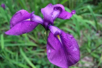 <p>Along with the variety of green, other bright colors exist</p>