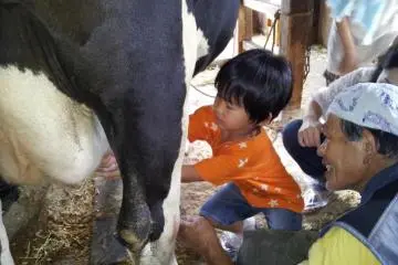 milking experience
