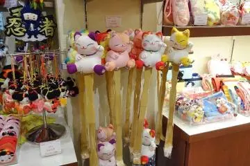 <p>แมวเกาหลัง</p>