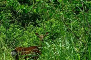 <p>A deer encountered in the bush</p>