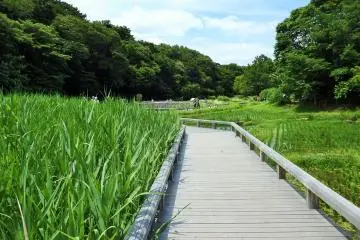 <p>Students from nearby Jindaiji Elementary School planted the rice&nbsp;paddies.</p>