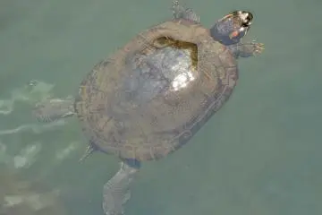 <p>The clean, clear water of the marsh is home to a number of turtles.</p>
