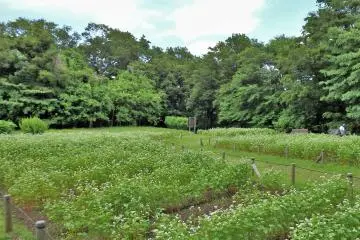 <p>Above the marsh, in an area called 'Shiroyama', soba (buckwheat) is being grown by children in a project led by the Jindaiji Soba Association.</p>