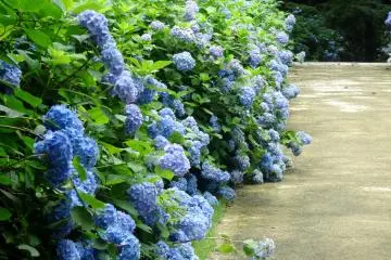 Hydrangea Road