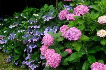 <p>A rarer hue of dark pink hydrangea can be spotted at a few locations along the path</p>