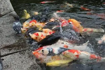 <p>I didn't know there were so many different colors of koi, amazing to see</p>