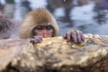 <p>A baby peeks over the ledge</p>