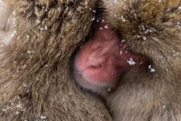 <p>A group of monkeys use each other for warmth &nbsp;</p>