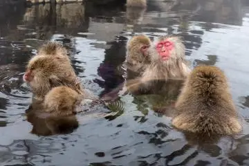 <p>The alpha monkey enjoys being groomed by his tribe</p>