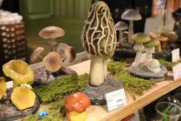 <p>Celebrating the mushroom at Science Base</p>