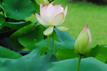 A few of the many lotus flowers in bloom