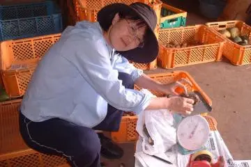 Mengepak sayuran untuk dikirimkan ke seluruh Jepang.