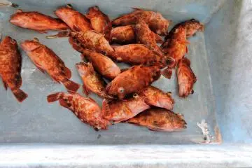 <p>I wonder what this fish is called?</p>