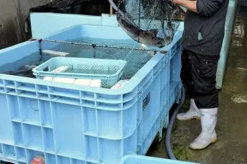 <p>Fish market worker transferring small sharks from a water-filled tank to a basket</p>