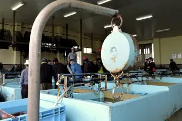 <p>Scale with big hook for weighing larger fish</p>