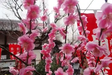 <p>ดอกพลัมที่ศาลเจ้าแห่งหนึ่ง</p>
