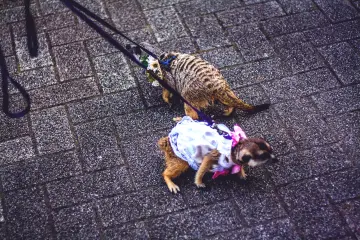 <p>Et comme le Japon ne serait pas le Japon sans ses surprises &agrave; chaque coin de rue, j'ai pu croiser de ravissants petits suricates domestiques !</p>