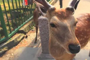 New Campaign Promoting Nara's Deer