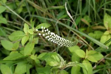 <p>What looks to be bush clover was hidden away near the end of the boardwalk</p>