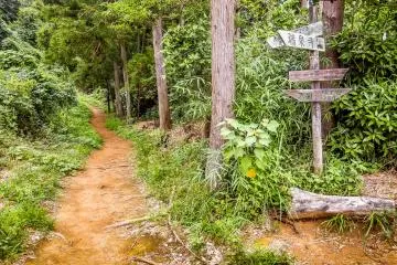 The trail enters a forest