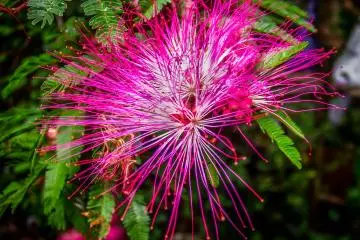 On this occasion I was lucky enough to see many colorful flowers in bloom