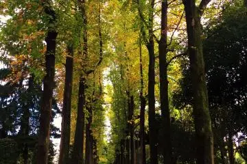 <p>Colonnades of Trees</p>