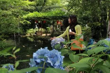 <p>Atago Jinja b&eacute;n&eacute;ficie d'un cadre bucolique, et poss&egrave;de un &eacute;tang peupl&eacute; de carpes, que les gens viennent nourrir &agrave; l'occasion</p>