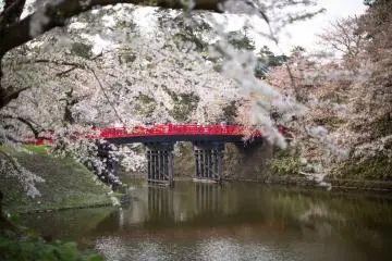 Hirosaki: Sakura Season
