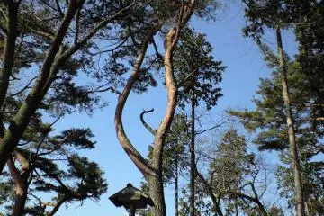 Cedars by the Trail