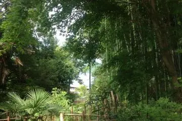 ไม้ไผ่และต้นไม้