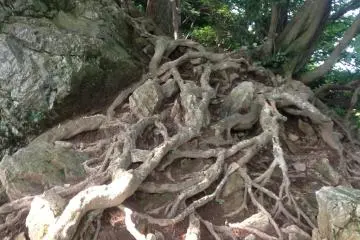 รากไม้