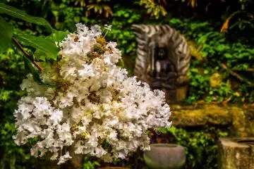 <p>Some flowers in bloom, with 'Fudo-Myo' in the background</p>