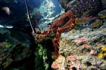 <p>Spiny lobster also known as crayfish</p>